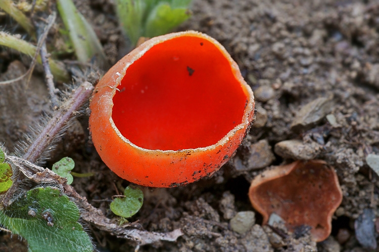 Sarcoscypha coccinea